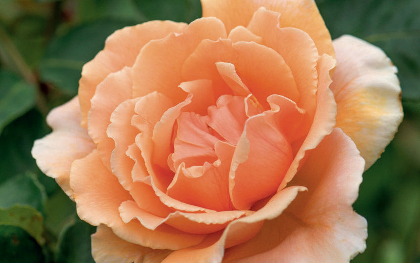 Rosa ‘Just Joey’ apricot hybrid tea rose