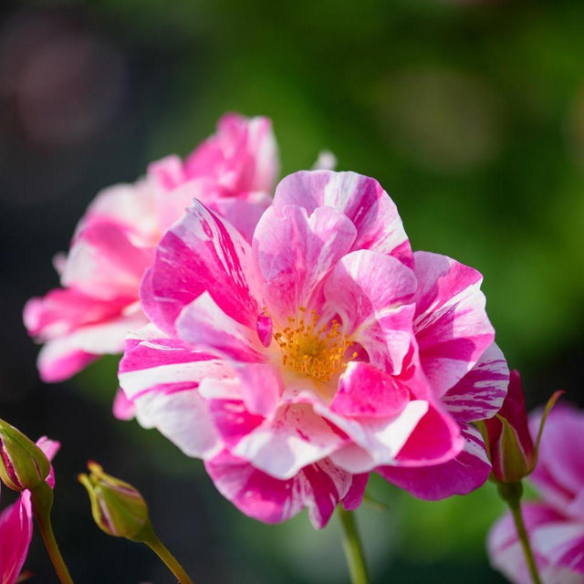Deep Pink Roses | David Austin Roses