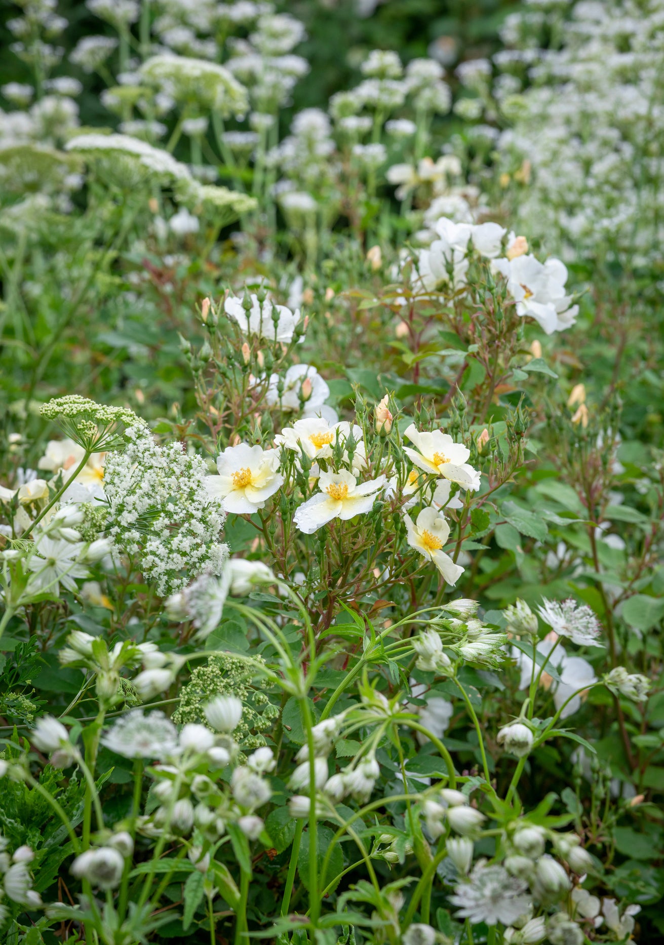 kew gardens white rose bred by David Austin