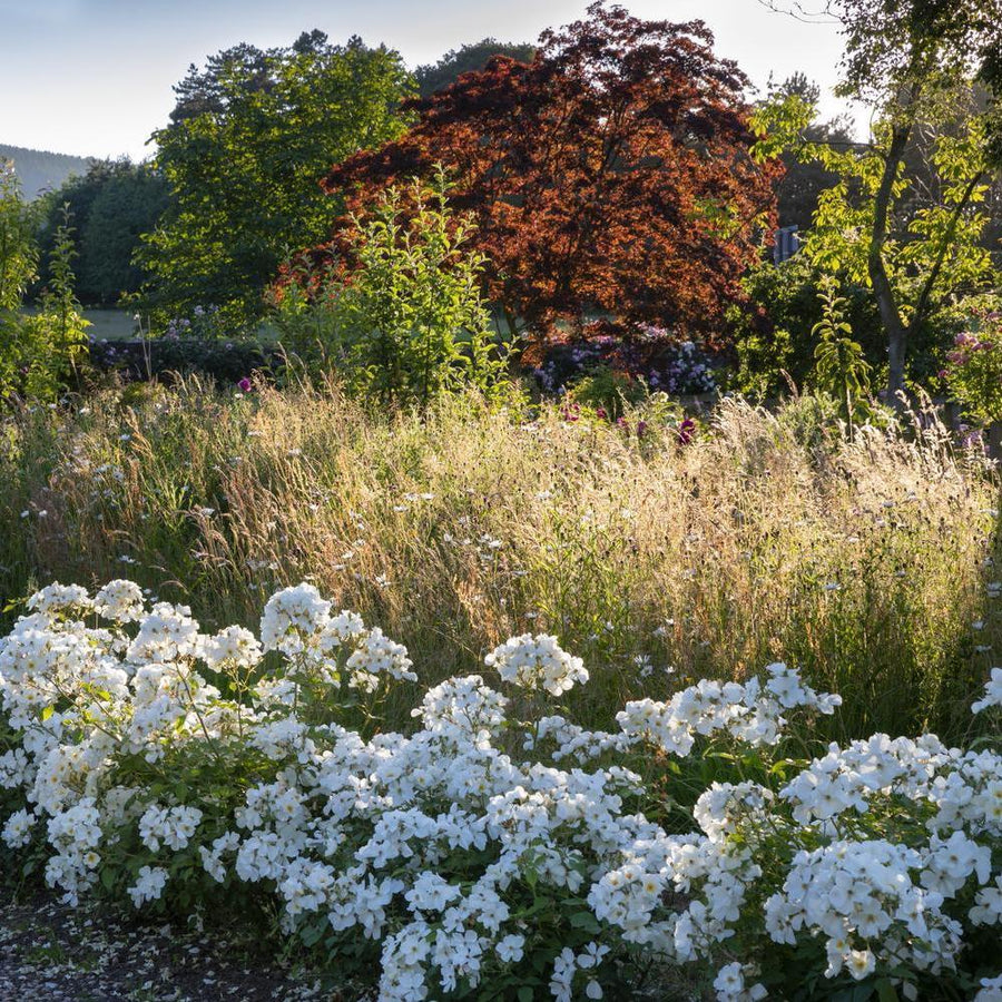 Wind-Swept Charm: English Roses for Exposed Locations | David Austin