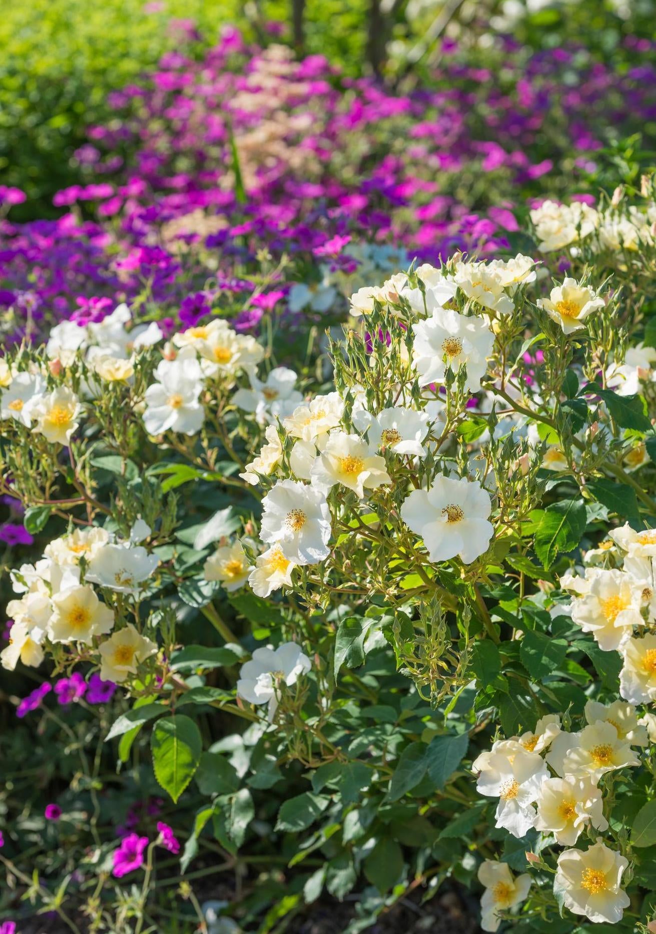 Kew Gardens white rose bred by David Austin