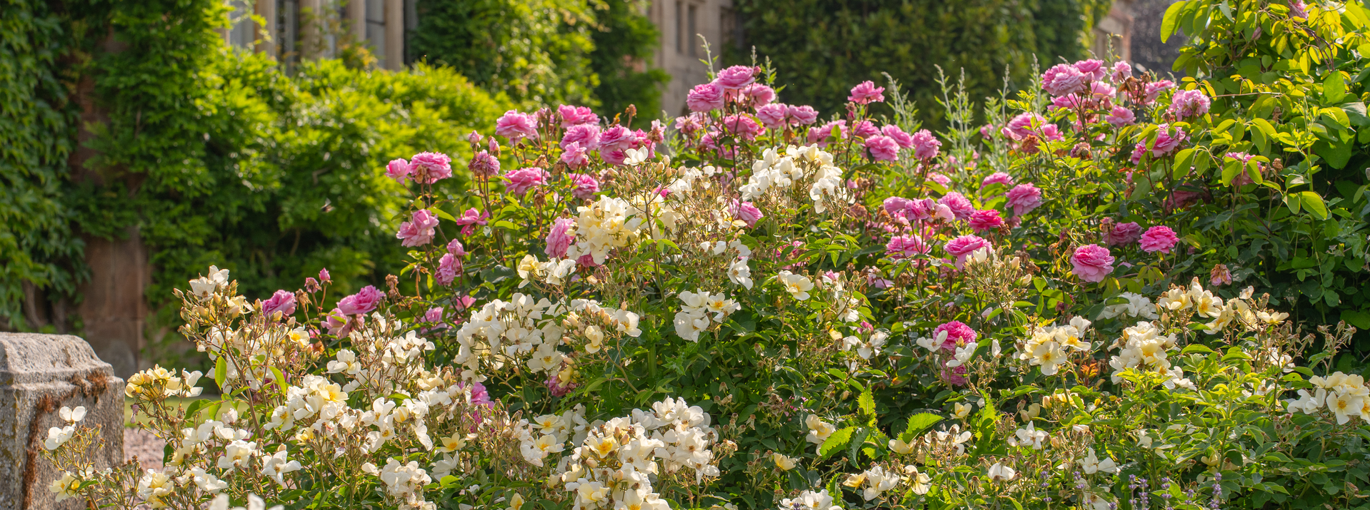 Kew Gardens - white shurb rose and pink shrub rose - Mayflower at Hodnet Hall June 2025