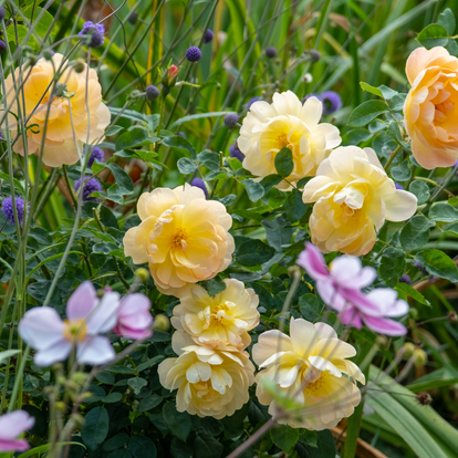 What to Plant with English Roses for Autumn Colour | David Austin