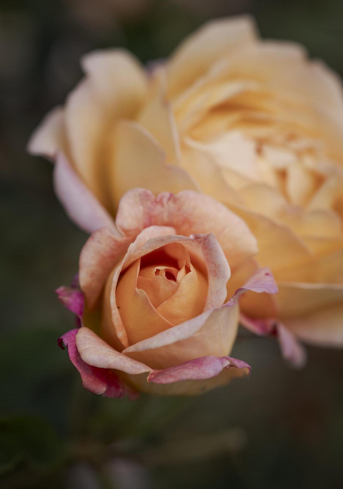The Lady of Shalott rose - a close-up photograph of a salmon pink rosebud, with a second fully open rose bloom softly blurred in the background against a dark green backdrop.