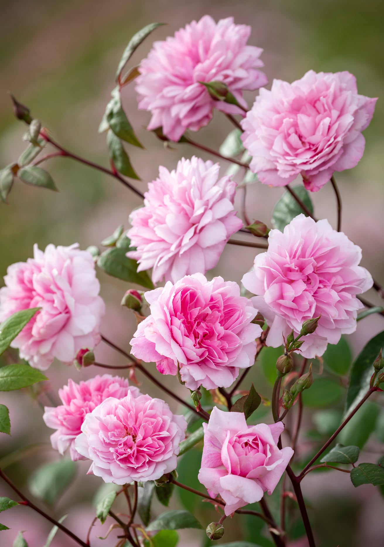 Mary_Delany pink climbing rose bred by David Austin