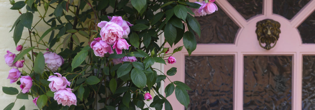 Climbing Roses for Doorways and Front of House | David Austin