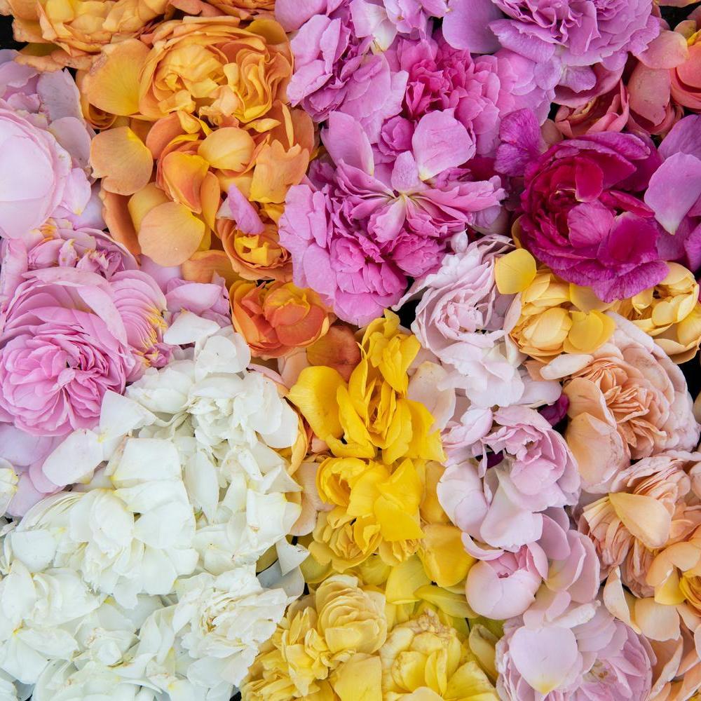Multicolour display of rose petals