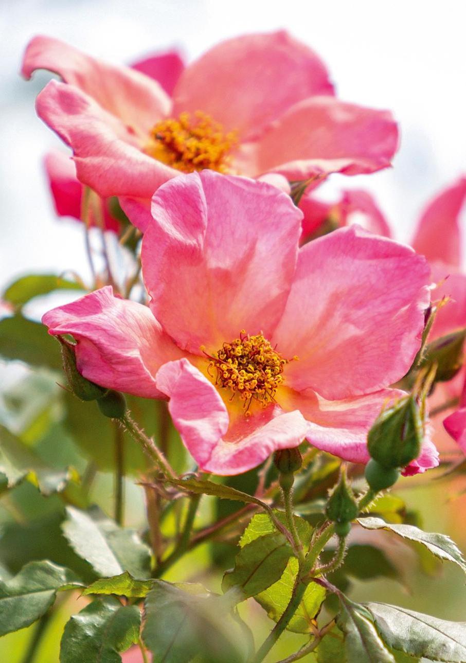 Morning_Mist pink rose bred by David Austin