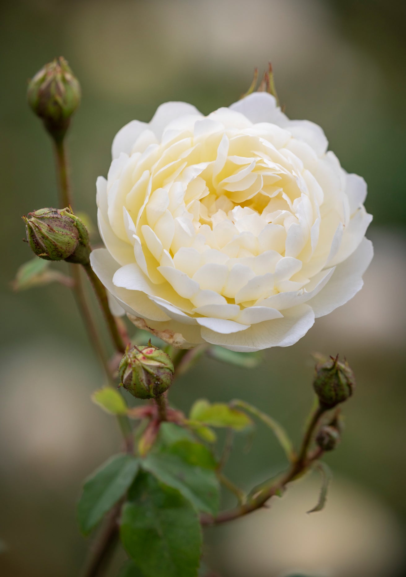 Nye_Bevan yellow shrub rose bred by David Austin