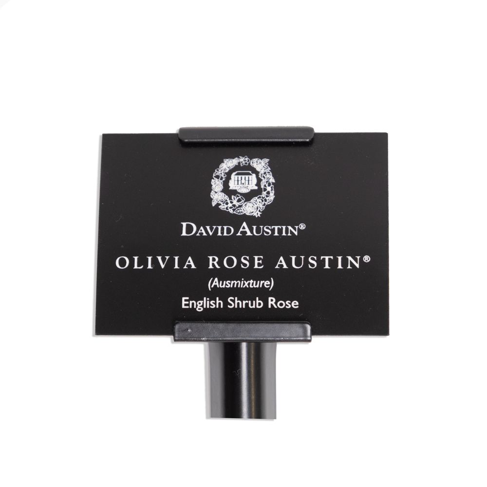 Olivia Rose Austin Engraved Rose Label & Stake