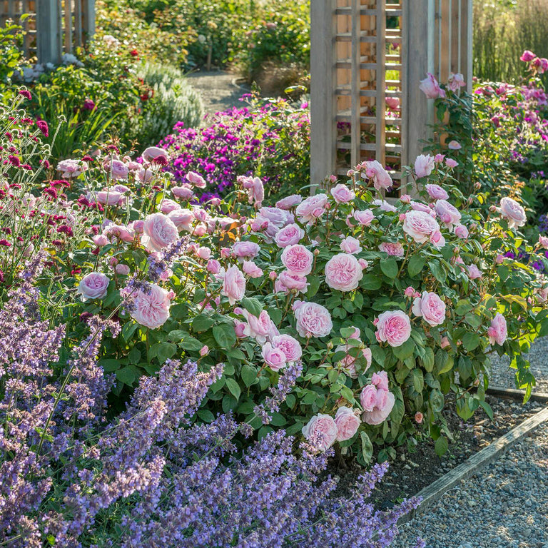 Designing With Roses: A Garden Journey with Award-Winning Designer Pol