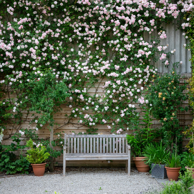Creating Living Walls with Climbing Roses | David Austin