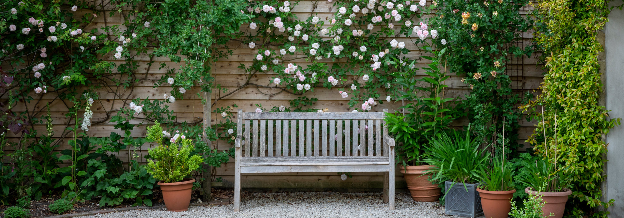 Paul_s_Himalayan_Musk pink rose climbing up a wall next to a bench
