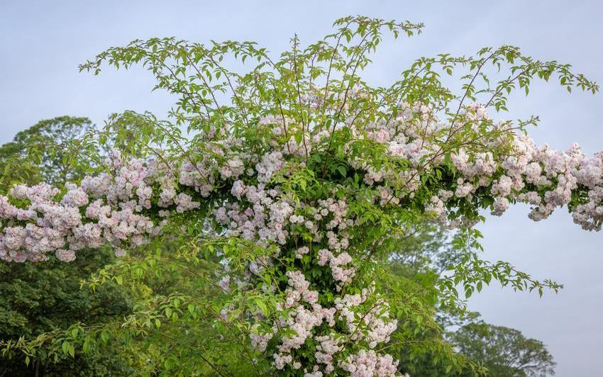 Paul_s_Himalayan_Musk_rambling rose