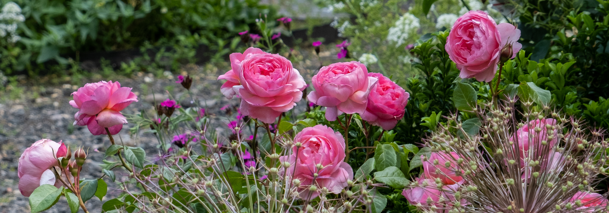 Penelope-lively pink rose bred by David Austin with companion plants