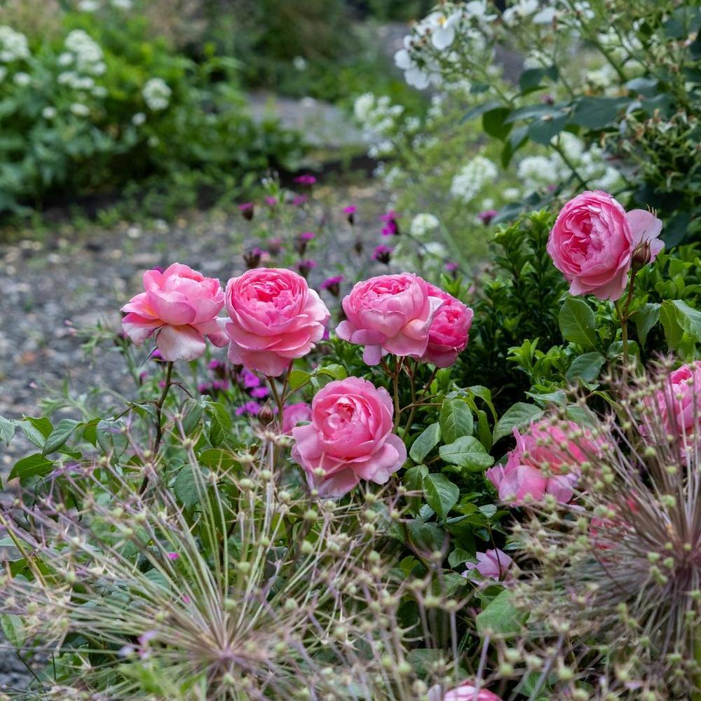 Penelope-lively pink rose bred by David Austin with companion plants