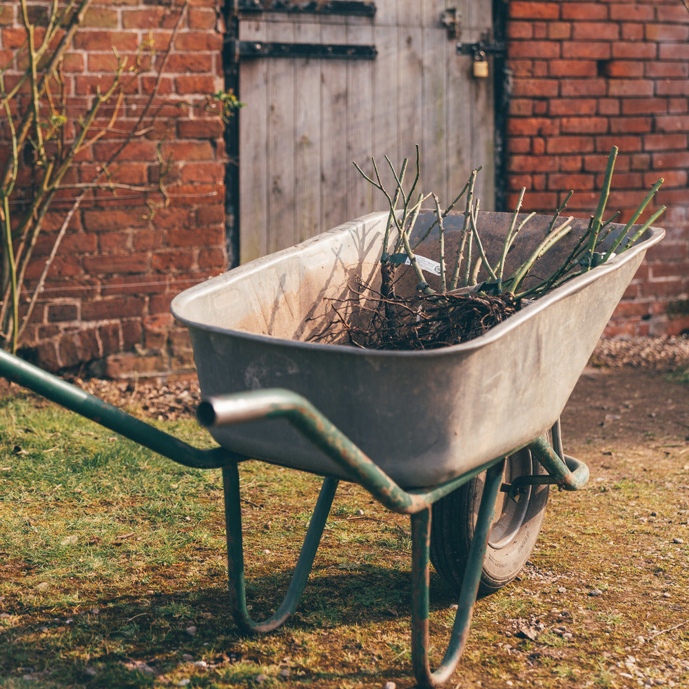 A wheelbarrow with bare root roses inside