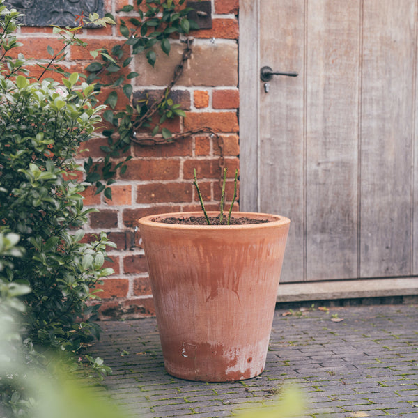 Planting Bare Root Climbing Roses in a Pot David Austin