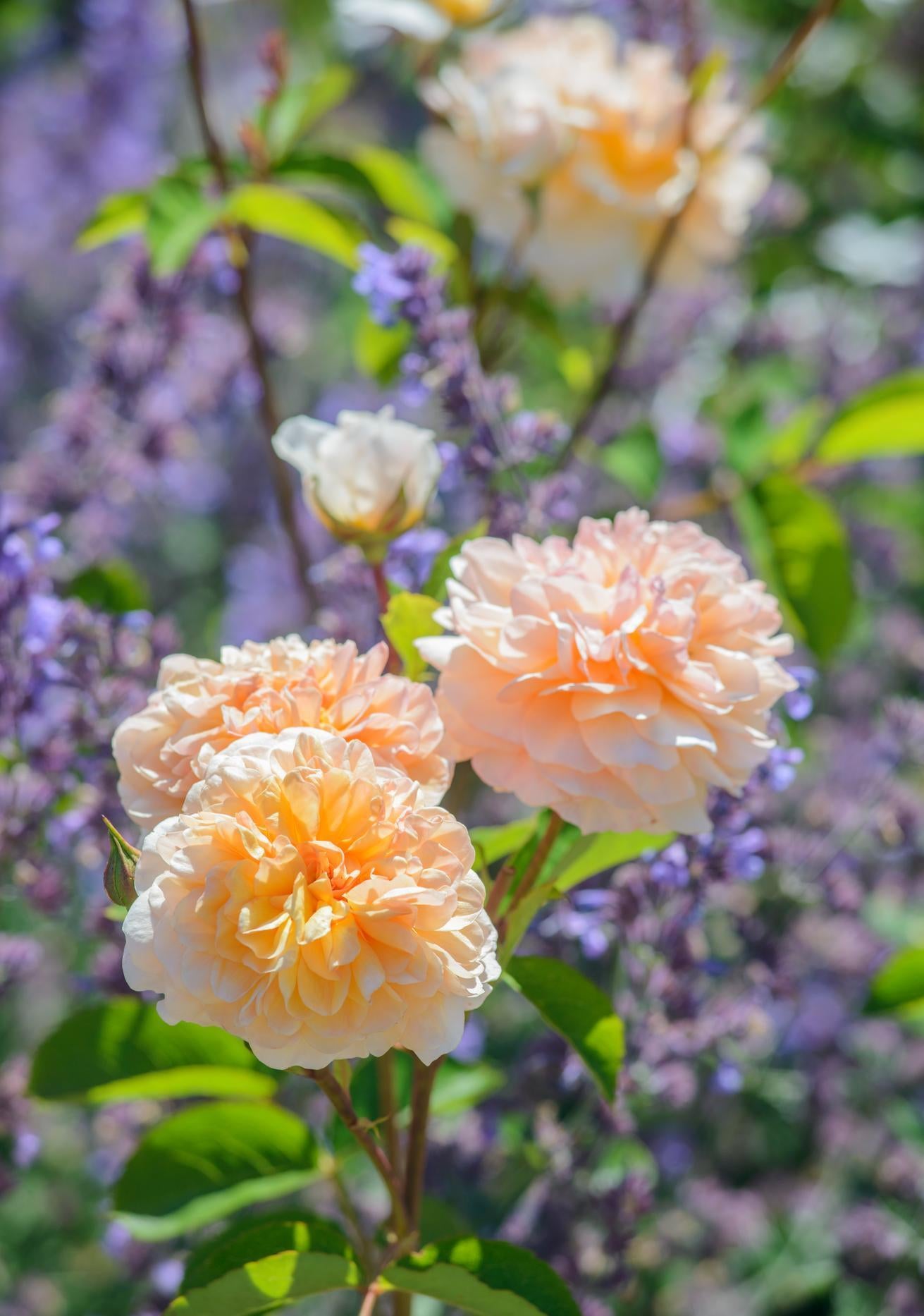 Port sunlight apricot rose bred by David Austin