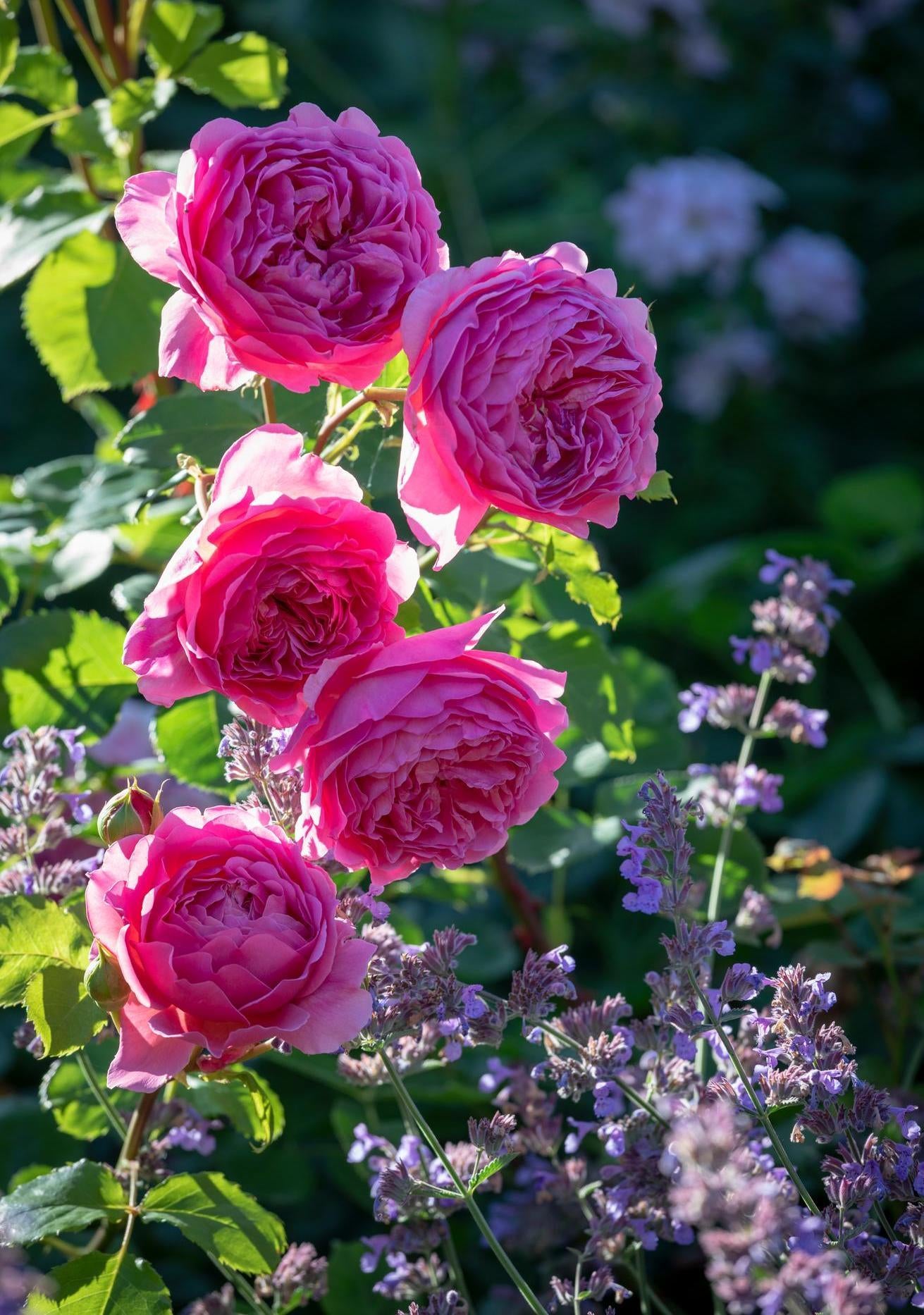 Princess_Alexandra_of_Kent pink shrub rose bred by David Austin