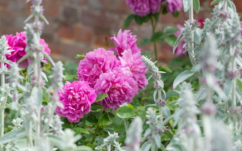 Princess_Anne pink rose bred by David Austin