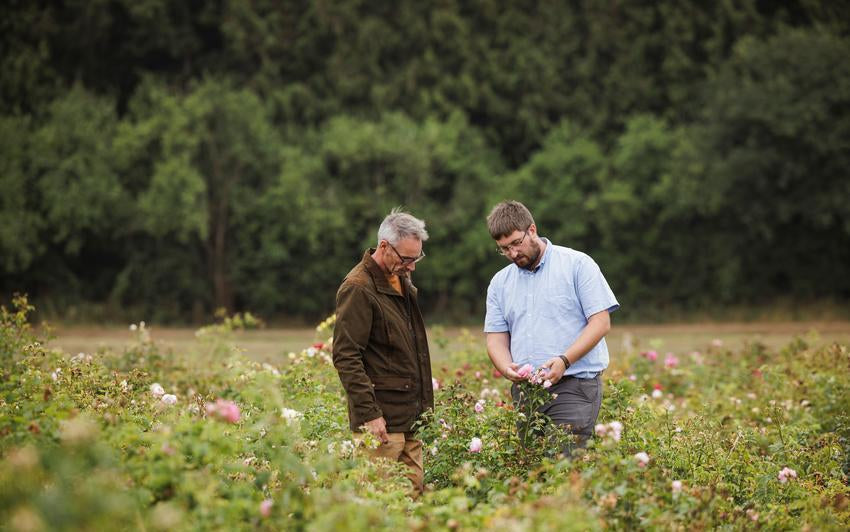 Head rose breeders in a field at David Austin