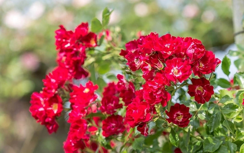 Red rambling rose