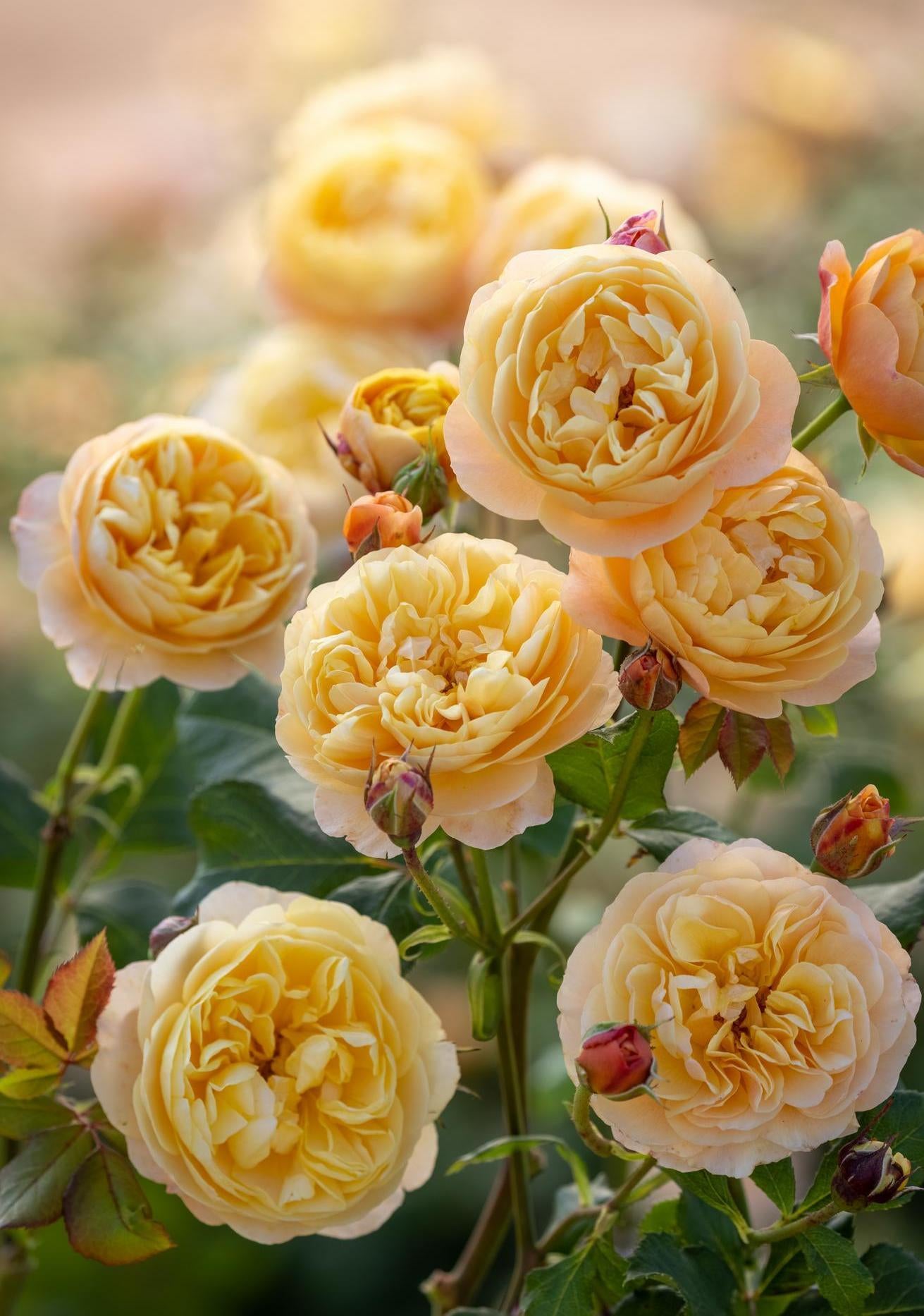 Roald_Dahl orange rose bred by David Austin