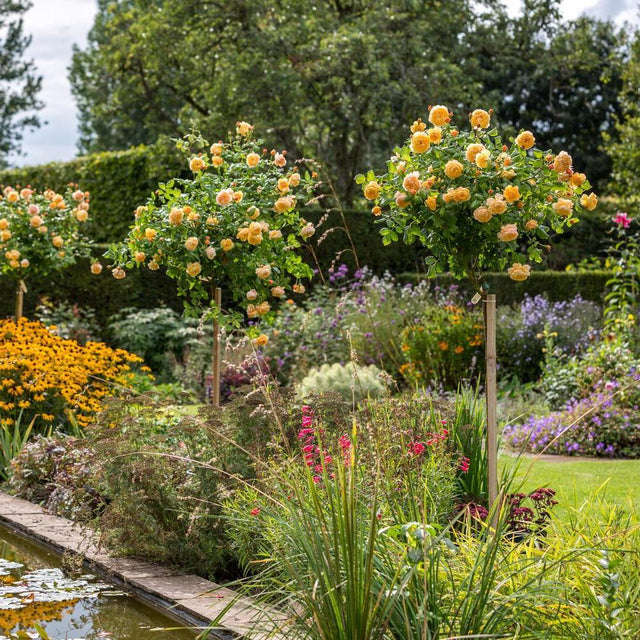 Standing Rose How to Plant a Potted Standard Tree Rose: Step-by-Step | David Austin