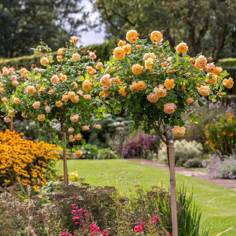 Roald Dahl orange standard tree rose bred by David Austin