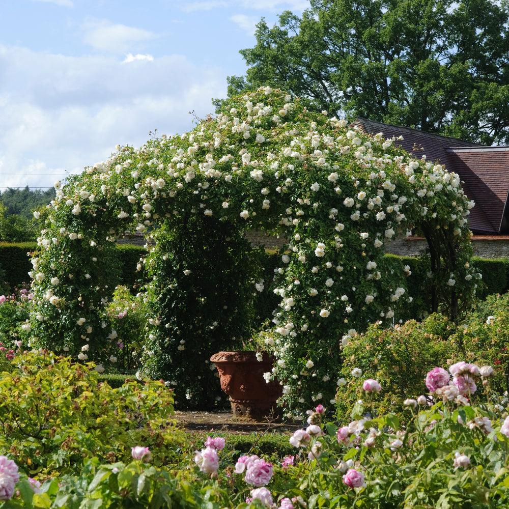Rosa_Alberic_Barbier growing on an arch