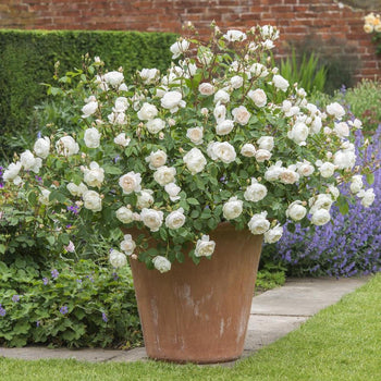 For Pots