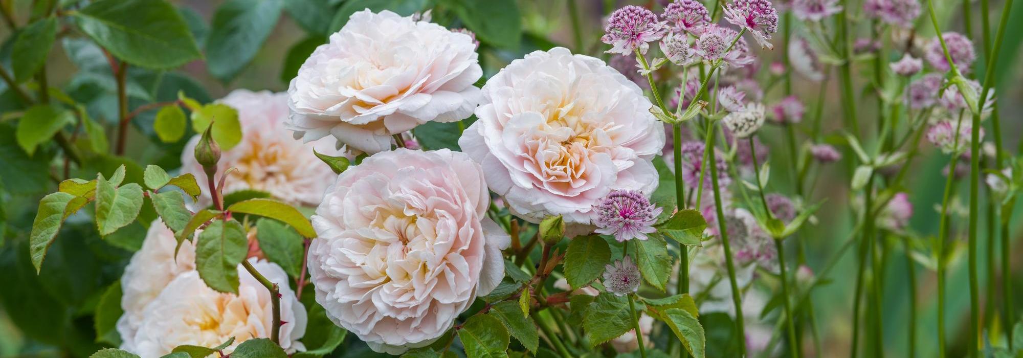 Rosa_Emily_Bronte English rose bred by David Austin