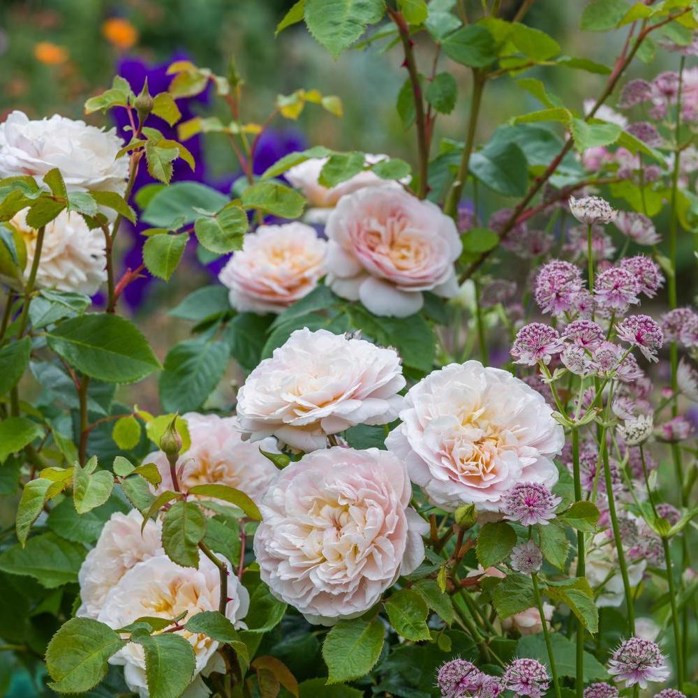 Rosa_Emily_Bronte English rose bred by David Austin