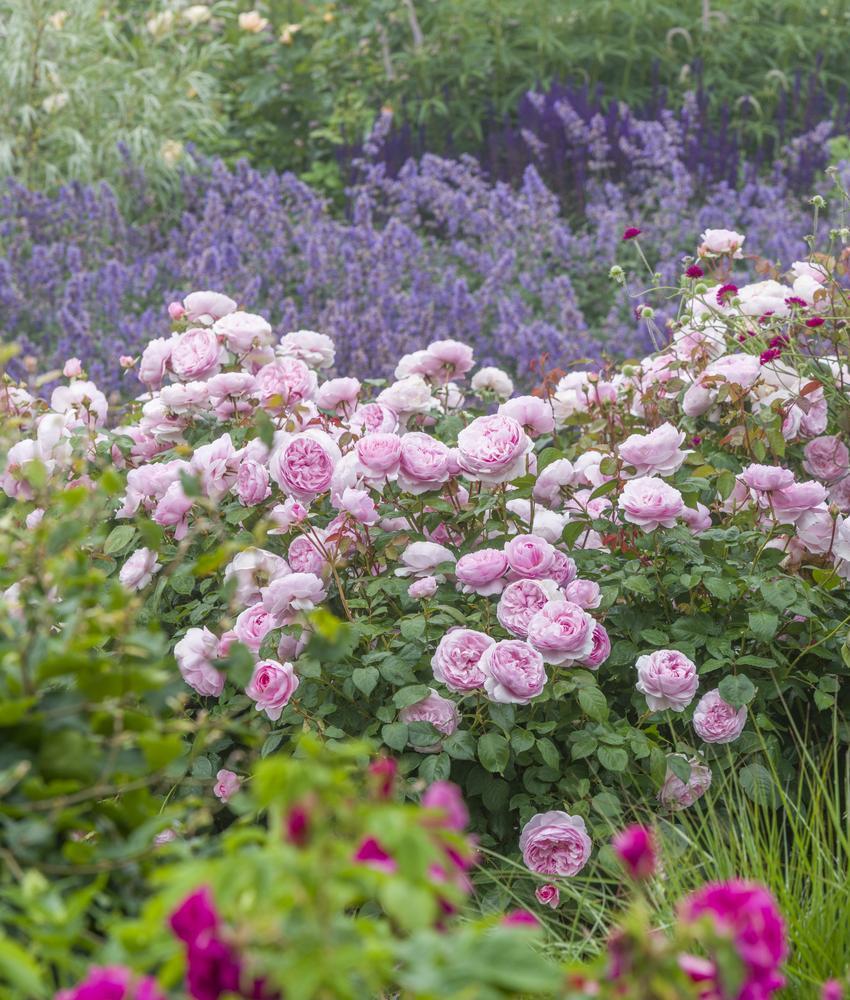 Englsih Roses English Roses from David Austin Roses | Bare Root & Potted Plants