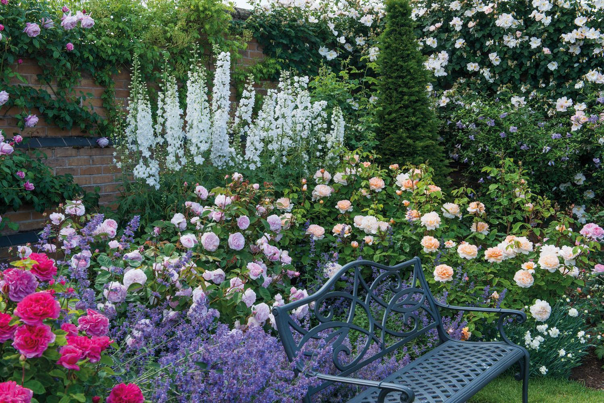 Finding the Right Rose: Choosing the Perfect Spot | David Austin