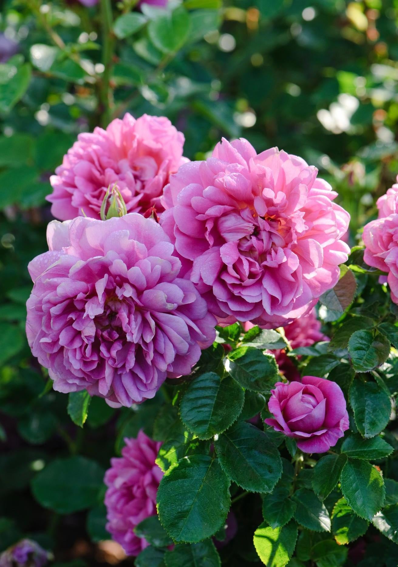 Rosa_Princess_Anne pink rose bred by David Austin