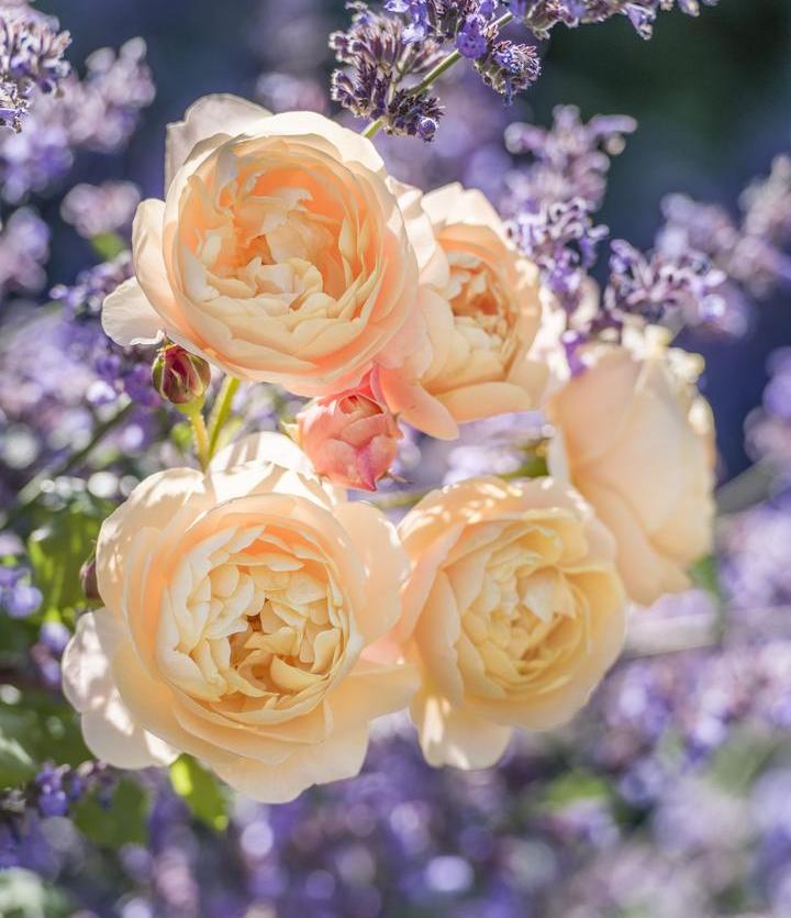 English apricot Shrub Rose Roald Dahl against purple background of lavender