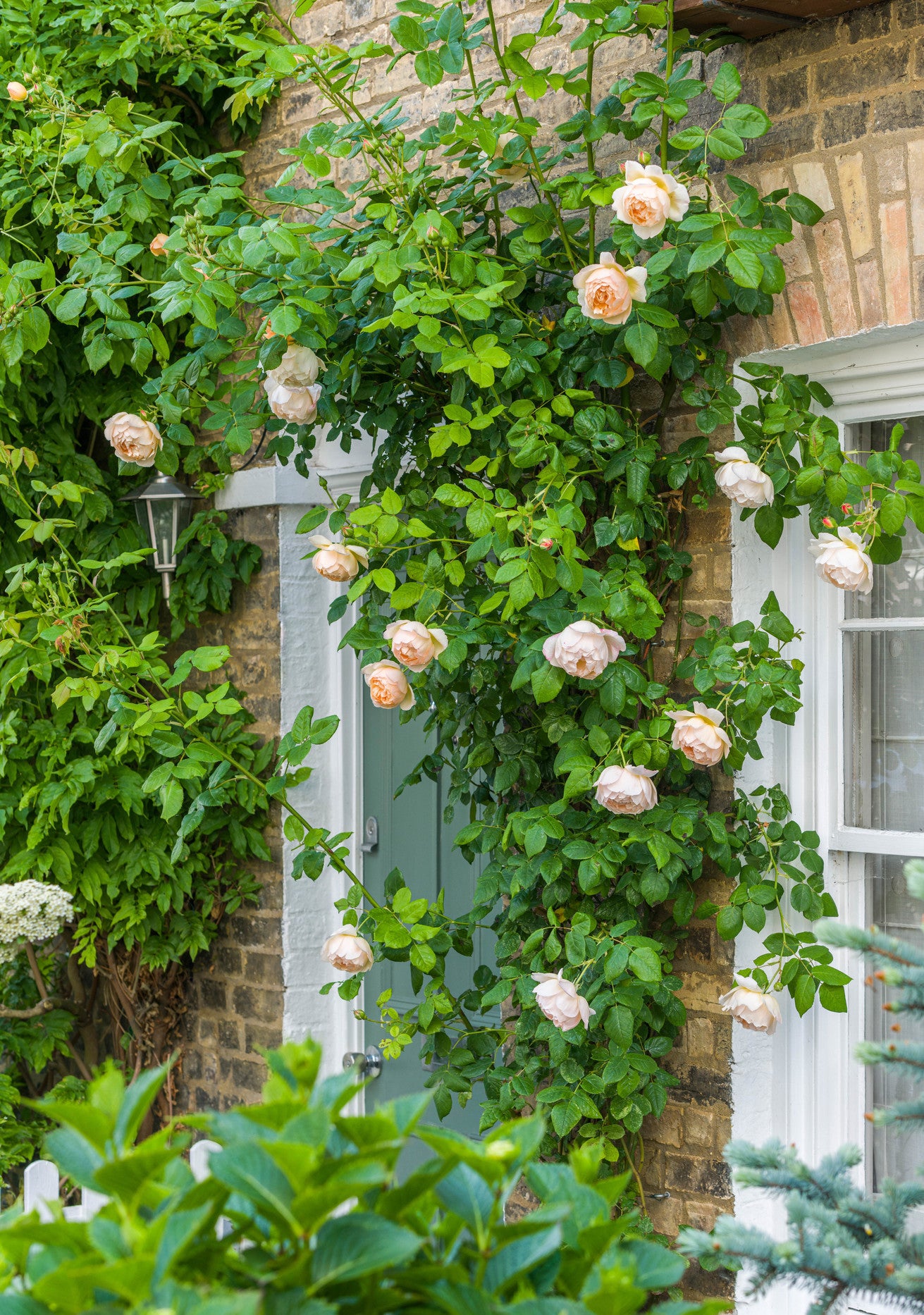 Wollerton_Old_Hall_English rose bred by David Austin trained up a wall by a door