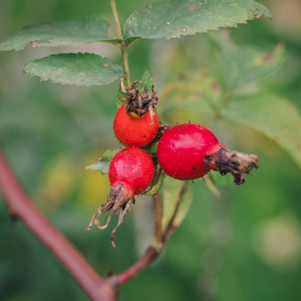 Rosa_prattii red rose hip