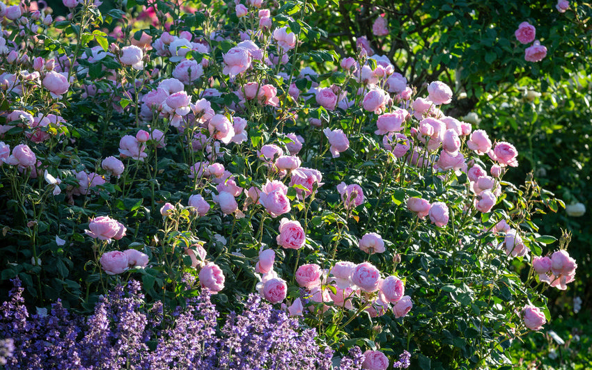 Scepter_d-Isle-pink shrub rose bred by David Austin