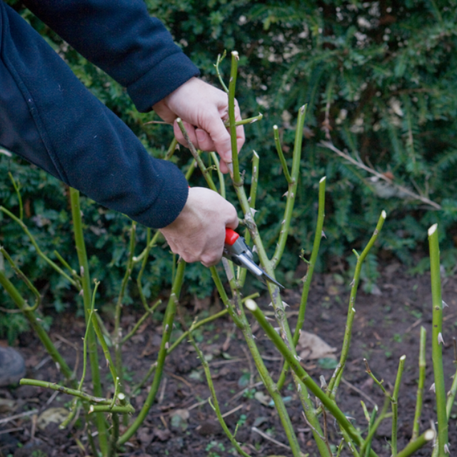 A Guide To Pruning