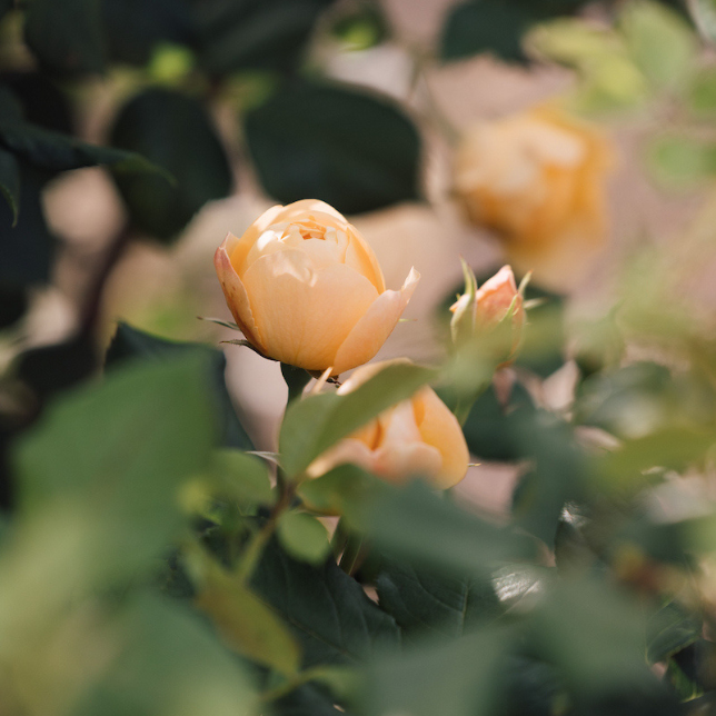 Damask Roses | David Austin Roses