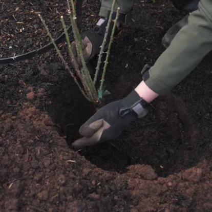 Bare Root Roses: Step-by-Step Guide for Gardens & Pots | David Austin