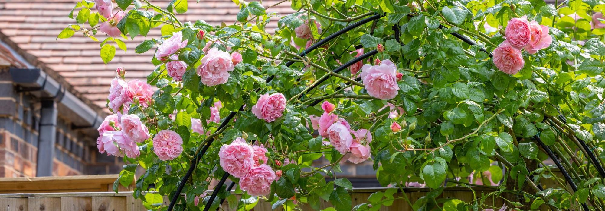 Strawberry hill pink climbing rose bred by David Austin up an arch