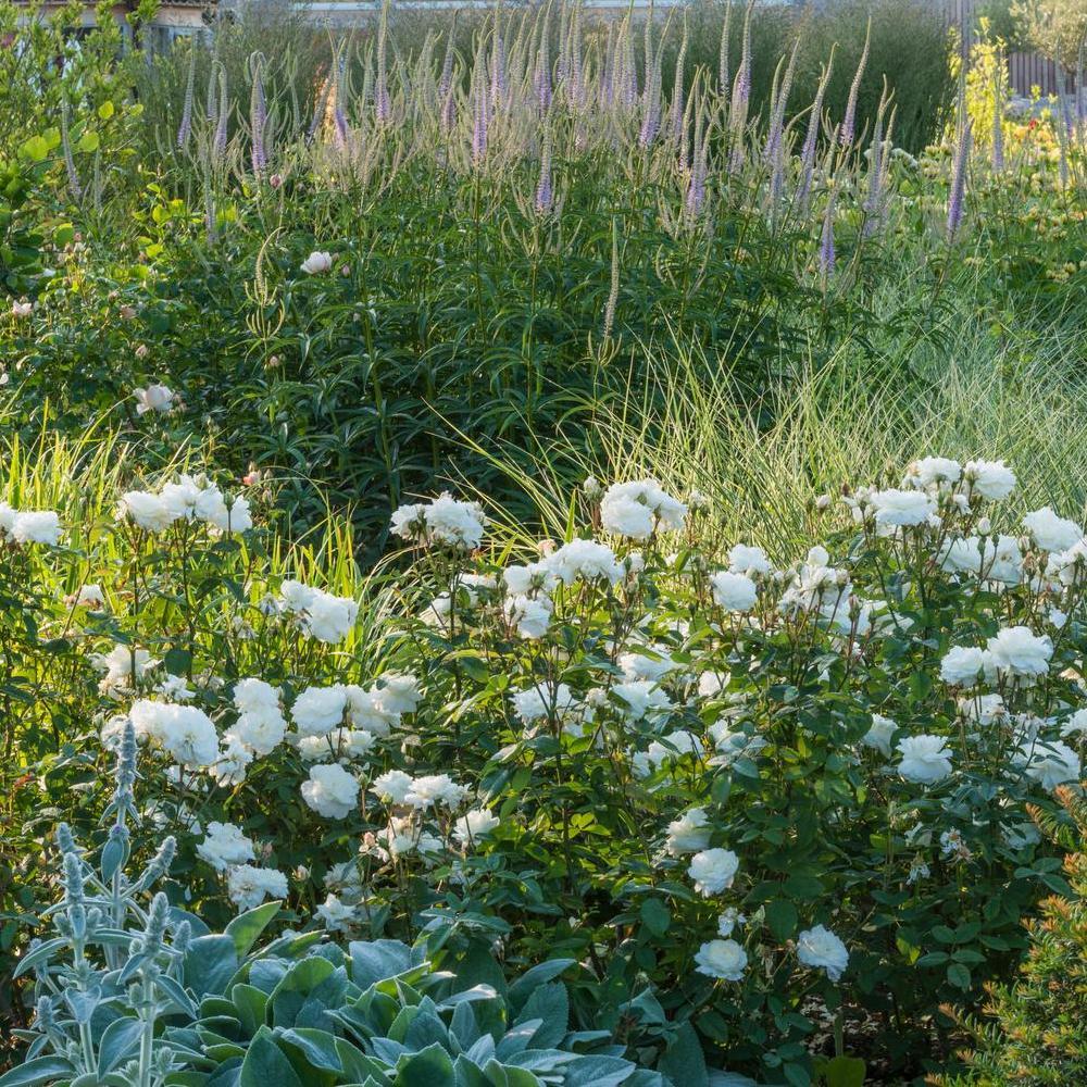 Susan William's Ellis white rose bred by David Austin