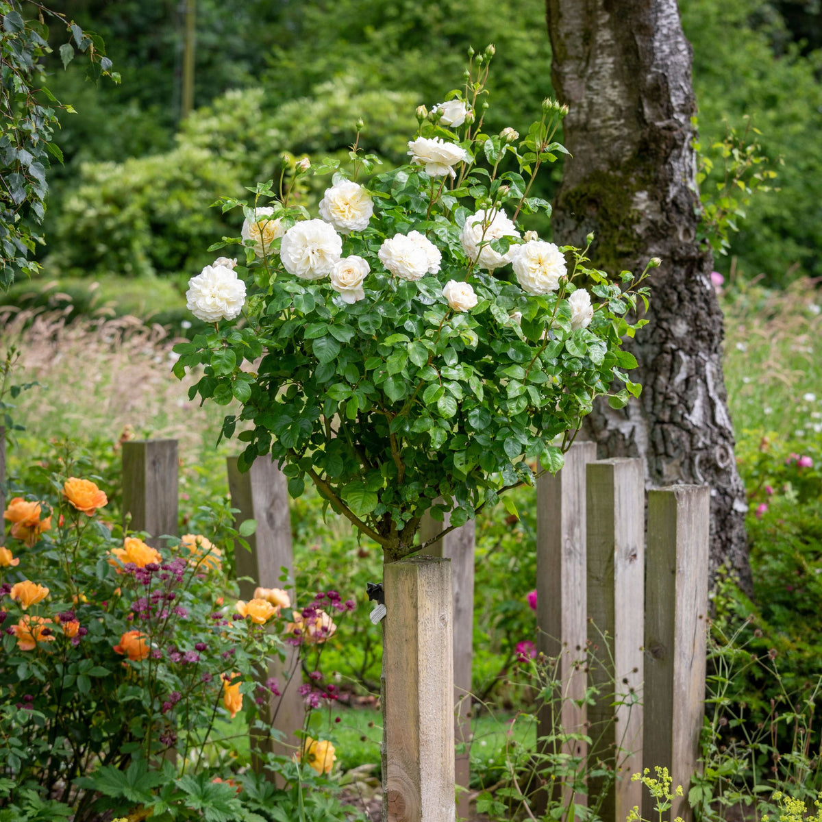 Trees And Roses Standard Tree Roses | Rose Trees | David Austin Roses
