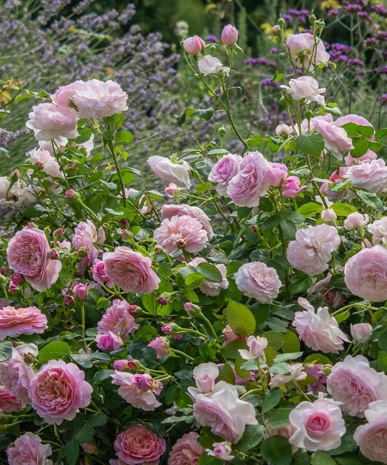 English Roses from David Austin Roses | Bare Root & Potted Plants
