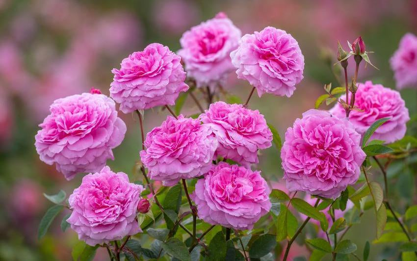The_Mayflower pink rose bred by David Austin