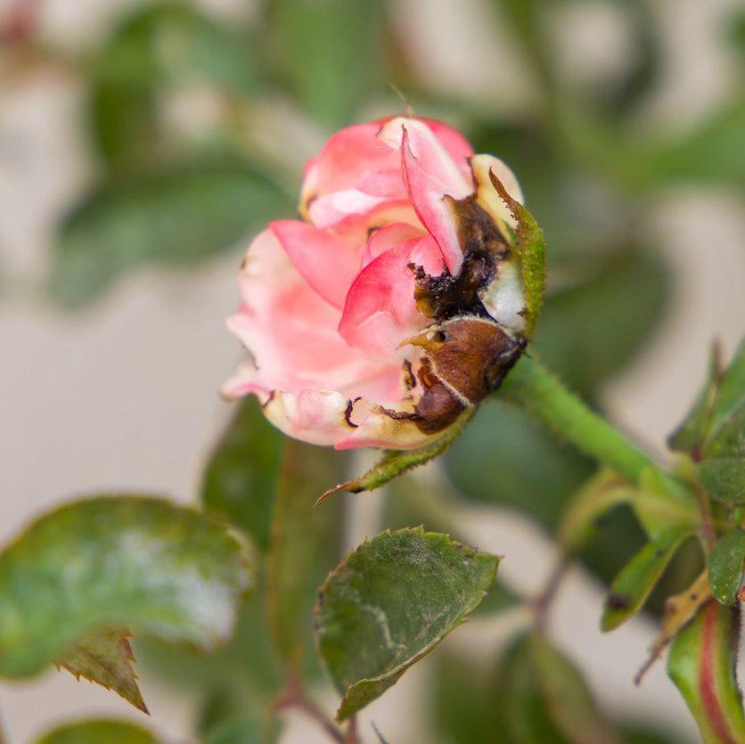 Image of a rose bloom which has been effected by a thrip